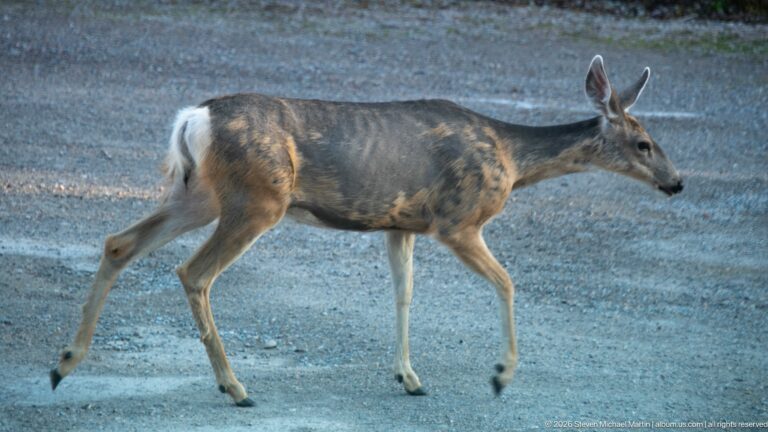 Side-profile mule deer walking across gray gravel with large ears, pale rump, and patchy gray-brown coat.