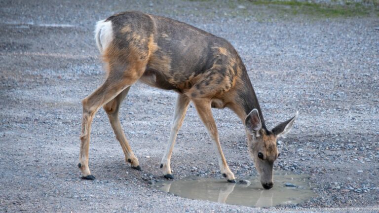 Mule deer bends to drink from a shallow puddle on gray gravel, its muzzle reflected in the water.
