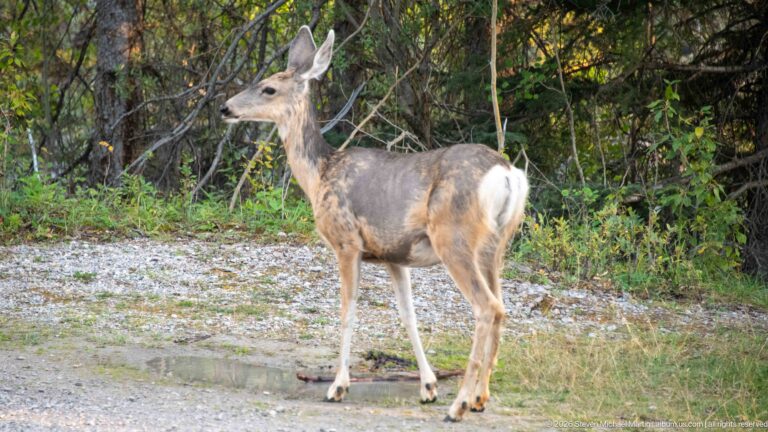Mule deer standing three-quarter away from the camera, showing large ears, slender legs, and a bright white rump.