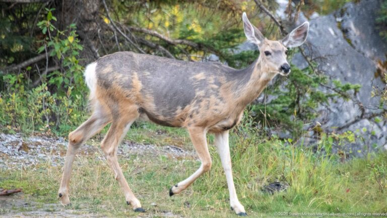 Mule deer walking across a grassy forest edge with large ears and a patchy shedding gray-brown coat.