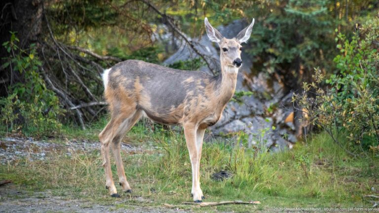 Gray-brown mule deer standing alert at a forest edge with very large upright ears and patchy shedding coat.