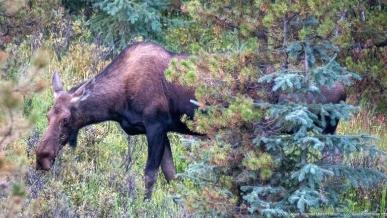 Moose feeding behind young spruce trees, with its head and front body visible through forest vegetation.