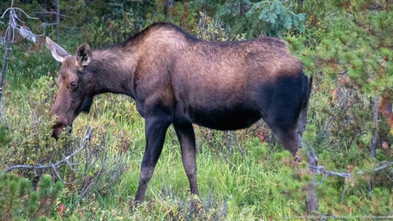 Broadside moose browsing in shrubs with conifers behind, showing a long muzzle and large outward-turned ear.
