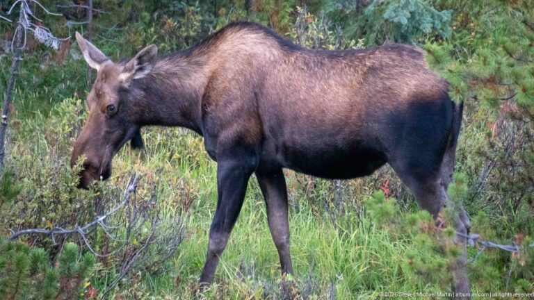 Large side-profile moose feeding in low shrubs among grass and young conifers.