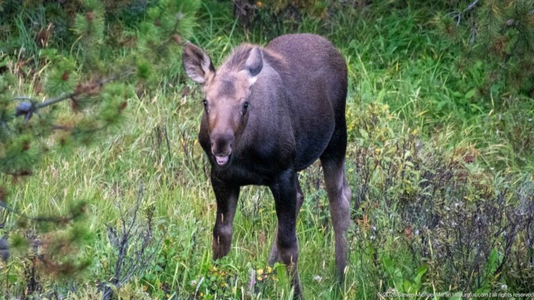 Frontal moose stepping through green vegetation with large ears forward and mouth slightly open.