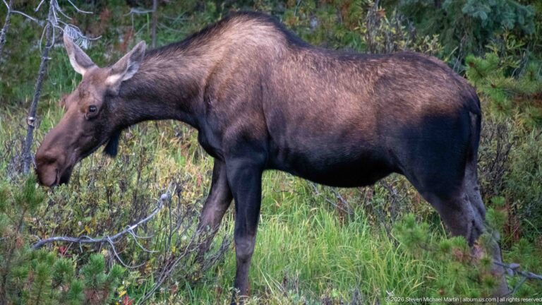 Side-profile moose reaching its long muzzle into leafy shrubs beside conifers and grass.