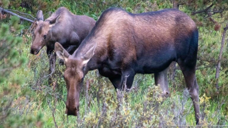 Broadside moose among grasses and shrubs with a second moose partly visible behind it.