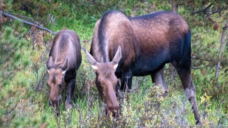 Large and smaller moose feeding side by side among shrubs and young conifers.