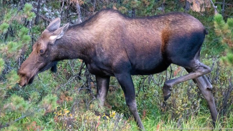 Side-profile moose walking through green forest understory with one foreleg extended.