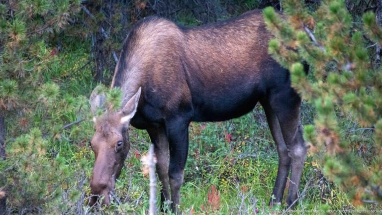 Dark brown moose with long legs and large ears feeding among shrubs at the edge of conifer forest.