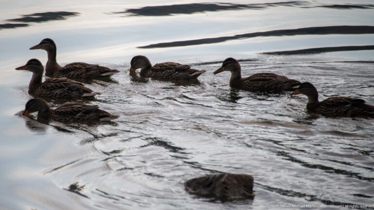 Several female mallards swim together across dark reflective water, leaving overlapping wakes behind them.