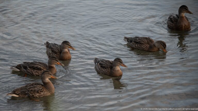 Five mottled female mallards clustered on rippled water, viewed from slightly above.