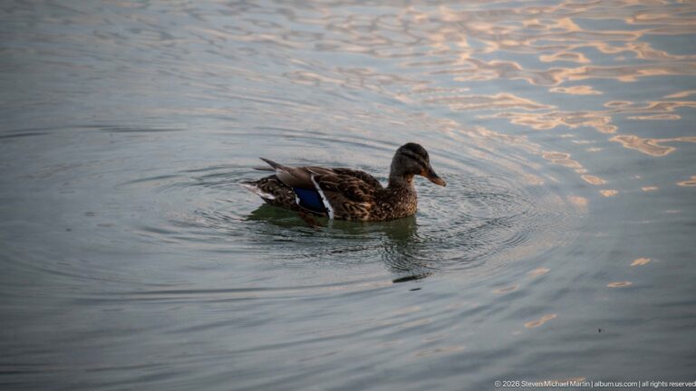 Female mallard swimming across reflective water with mottled plumage and a bright blue wing patch visible.