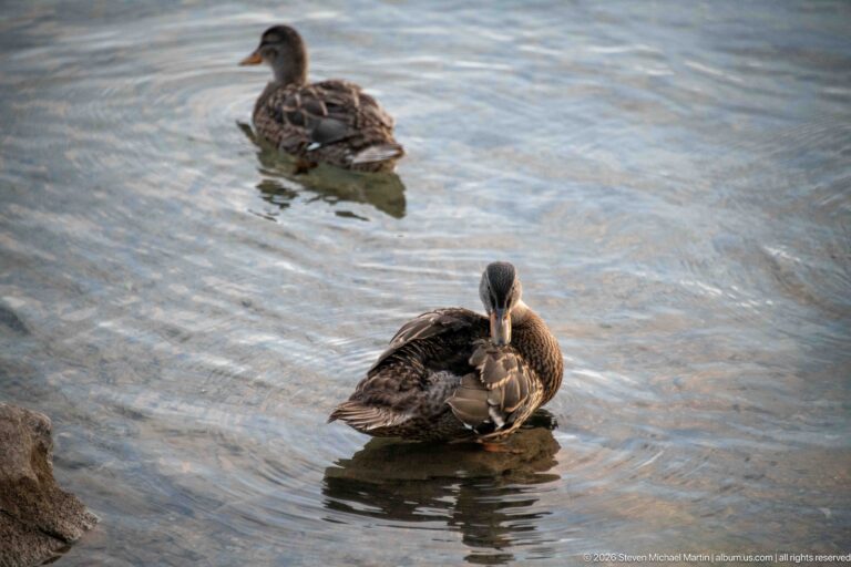 Two mottled female mallards on rippled water, with the nearer duck bending backward to preen.
