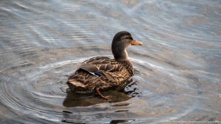 Mottled brown female mallard floating on rippled water, with an orange-and-dark bill visible in profile.