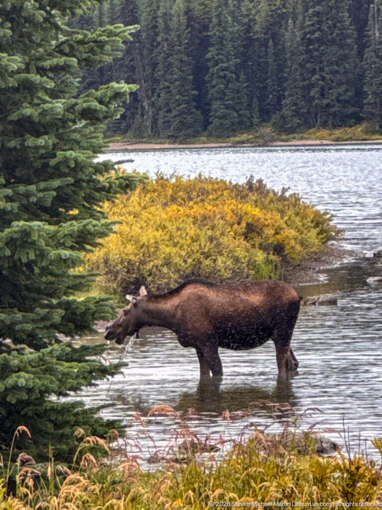 An antlerless moose wades laterally through shallow water beside a conifer and yellow shoreline shrubs