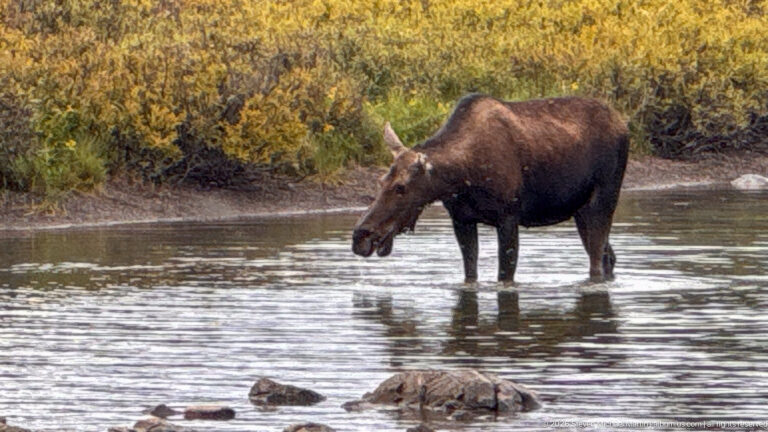 An antlerless adult moose stands knee-deep in calm shallow water near rocks and autumn-colored shrubs