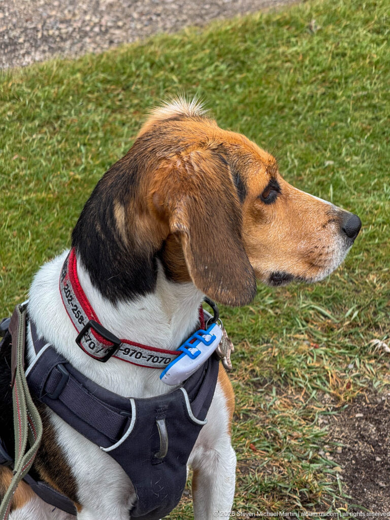 Close side portrait shows a tri-color beagle wearing a dark harness and red-and-white collar while seated on grass