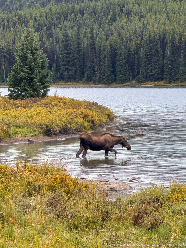 A dark moose strides rapidly through shallow water beside yellow-green shoreline vegetation and dense conifer forest