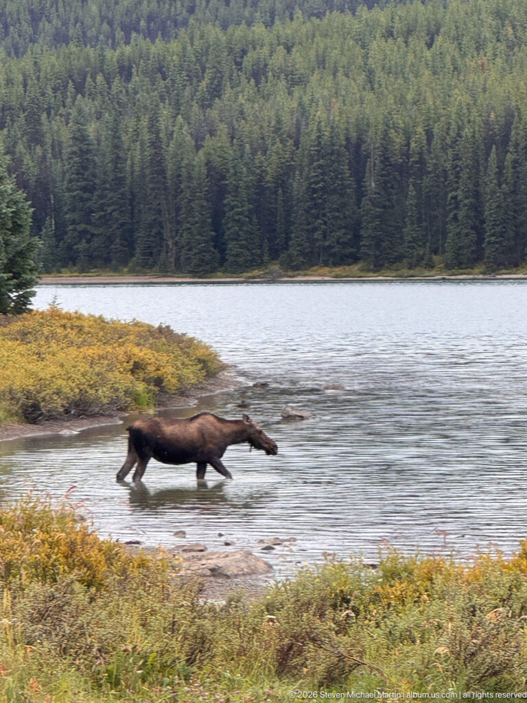 A dark adult moose runs through shallow lake water with legs extended, backed by a forested shore
