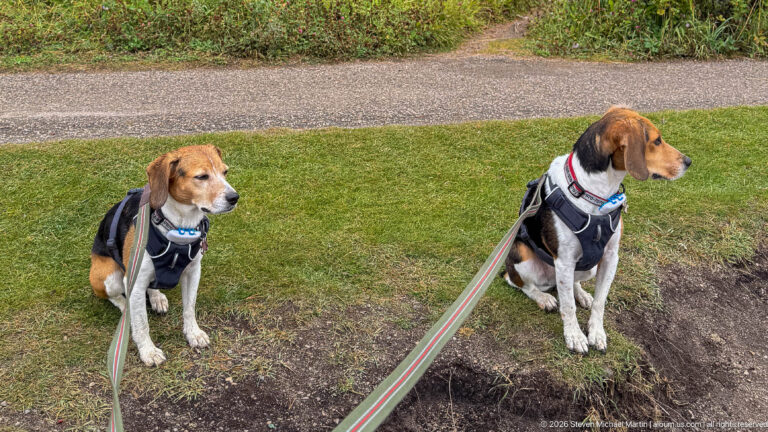 Two harnessed tri-color beagles sit side by side on grass beside a paved path, their leashes extending toward the camera