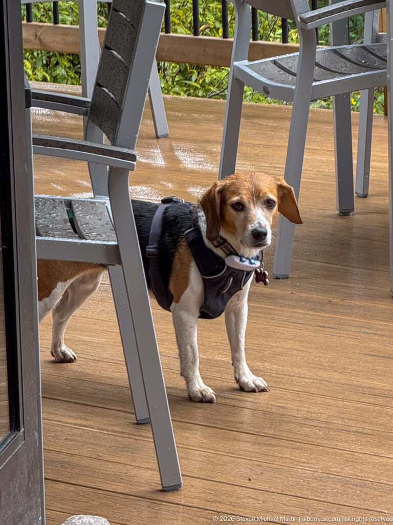 A harnessed tri-color beagle stands beneath patio furniture on a wet wooden deck