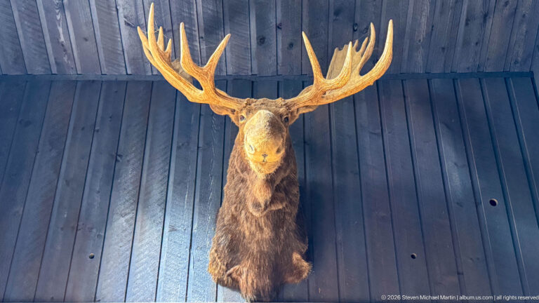 A taxidermy bull moose head with broad palmate antlers is mounted against vertical dark wooden boards