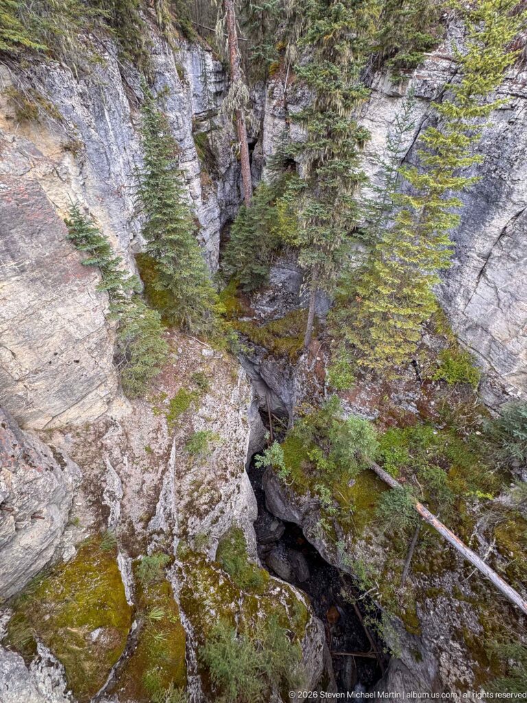 A deep narrow opening divides pale rock slabs beneath conifers, moss, shrubs, and fallen trunks