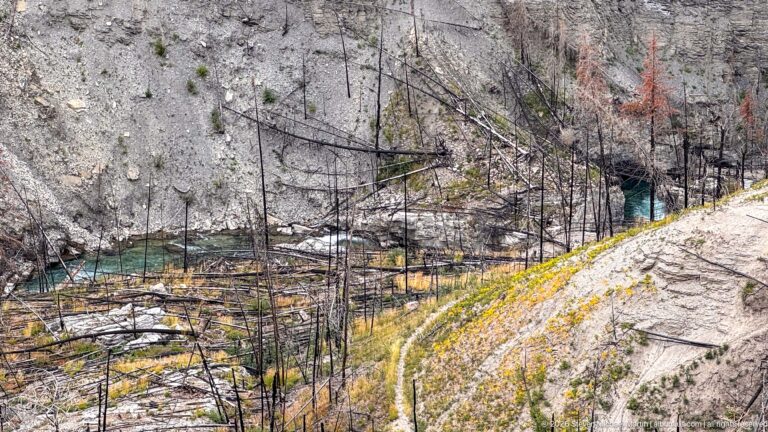 Turquoise water winds below pale rocky slopes through a forest of fire-killed trunks and sparse regrowth