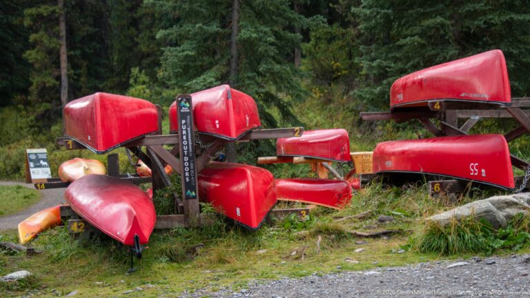 Red canoes are stored upside down on numbered wooden racks beside the forest