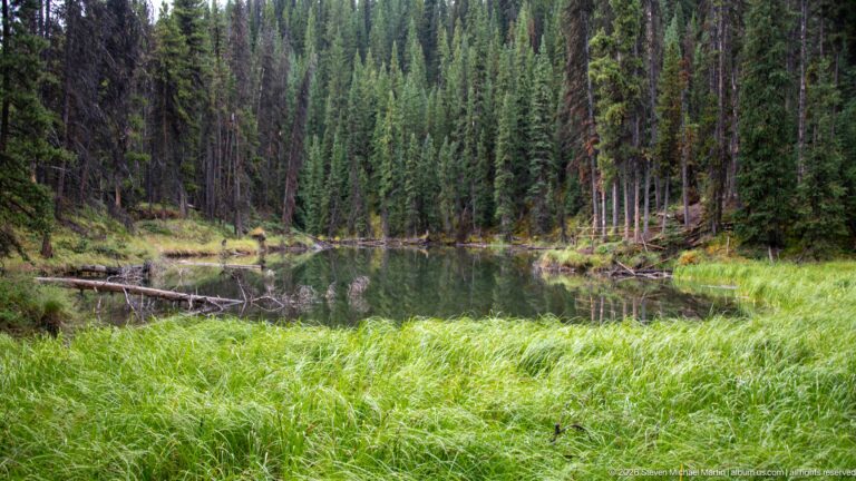 A small pond is bordered by bright sedges, fallen wood, and dense conifers