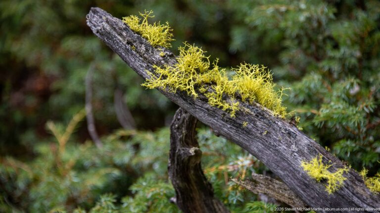 Yellow-green branching lichen grows densely along a weathered diagonal trunk