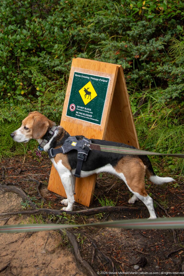 A harnessed beagle passes a wooden A-frame wildlife warning sign on a forest trail