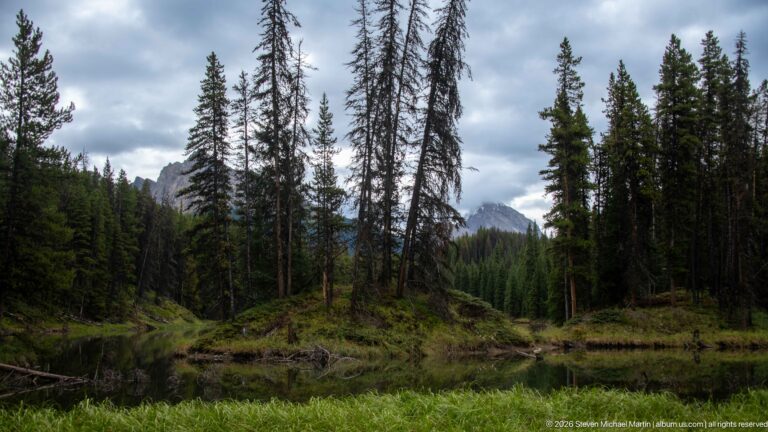 Small pond bordered by grasses and conifers, with dead tree trunks and a distant mountain visible through the forest.