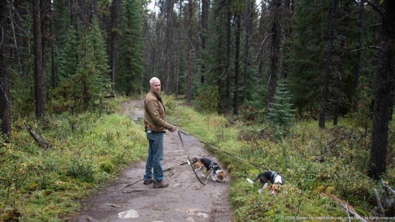 Hiker standing on a conifer forest trail with two leashed beagles exploring beside the path.