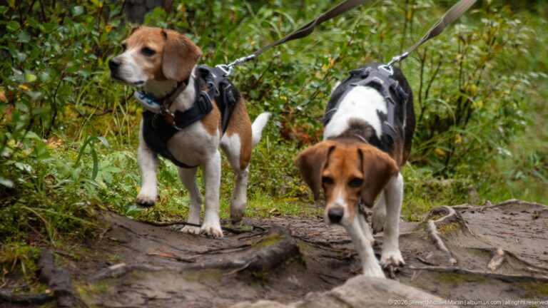 Two leashed beagles descending an uneven forest trail crossed by exposed tree roots.