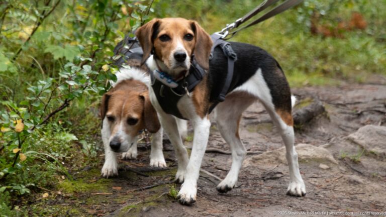 Two harnessed beagles on a rocky forest path, one facing forward and one partly behind.