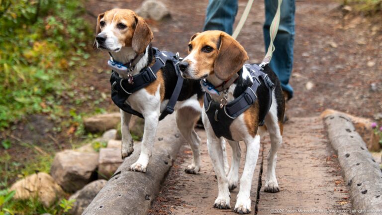 Two harnessed beagles standing side by side on a narrow wooded trail with leashes extending upward.