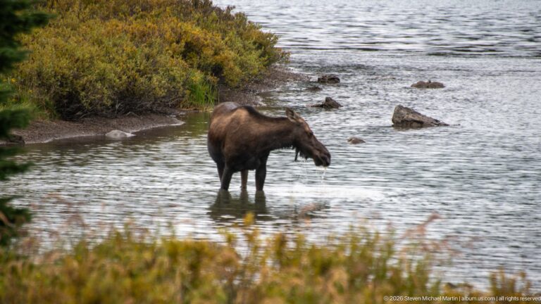 Cow moose lowering her head while standing in shallow water near shrubs and scattered shoreline rocks.