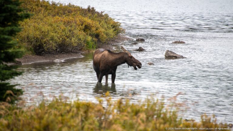 Distant cow moose standing in shallow water beside a curved vegetated shore and scattered rocks.