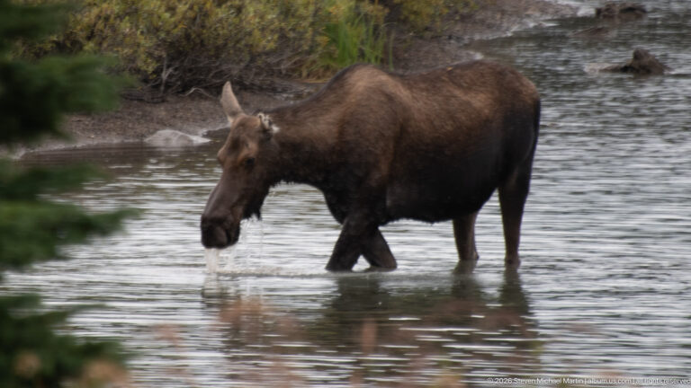 Cow moose walking through shallow water with one foreleg raised and reflection visible below.