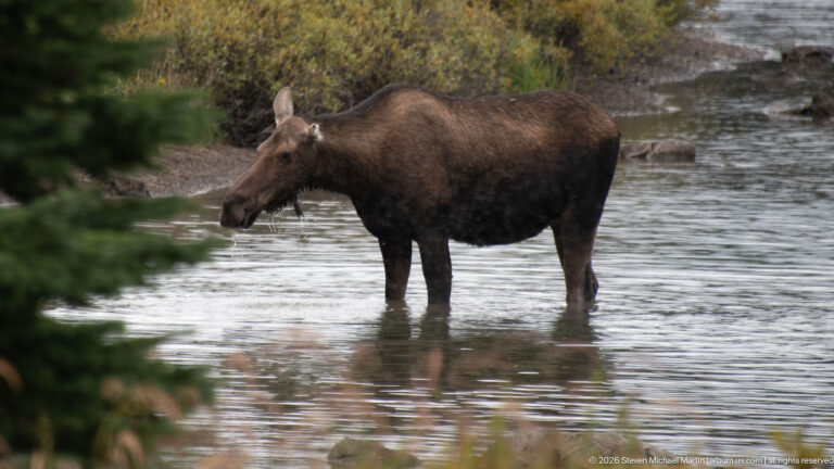 Cow moose standing in shallow reflective water with conifer branches at left and rocky shore behind.