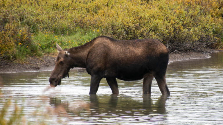 Cow moose standing in shallow water beside a yellow-green shrub-lined shoreline.