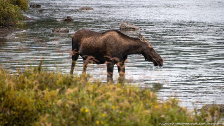 Cow moose standing in shallow water near a vegetated shore with rocks scattered behind.