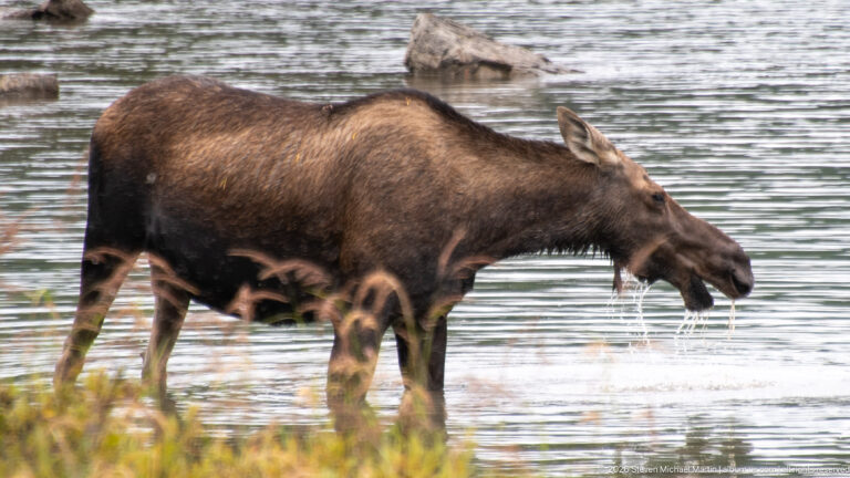 Cow moose wading through shallow water near a rocky shoreline with water dripping from her muzzle.