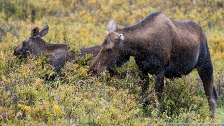 Adult cow moose in foreground with calf partly concealed by shrubs behind her.