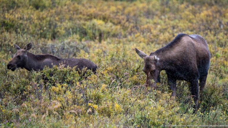 Moose calf at left and adult cow at right standing among dense low autumn shrubs.