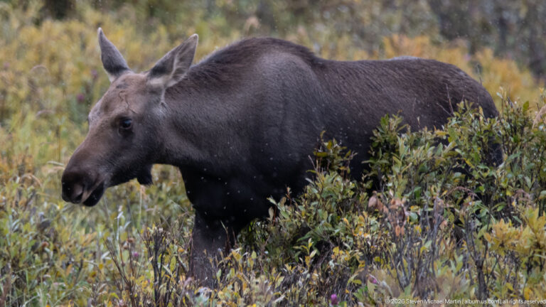 Young moose moving through dense shrubs in side view with head and upper body clearly visible.