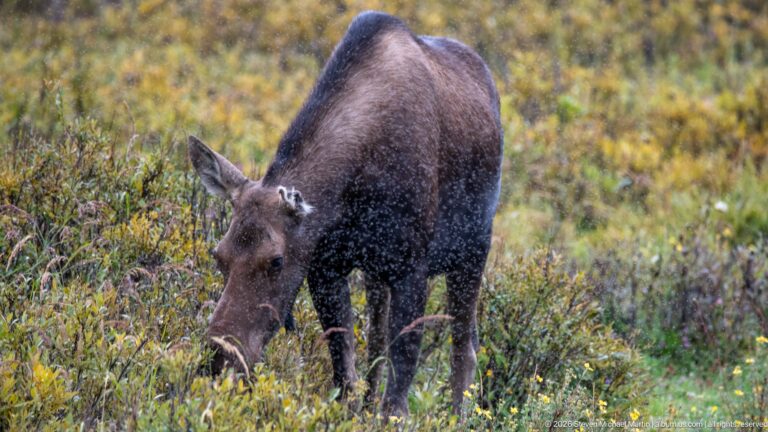Full-body cow moose browsing with head lowered among dense yellow-green shrubs.