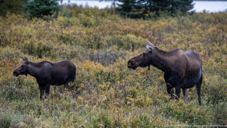 Adult cow moose and calf standing apart in broad low shrubland near conifer forest.